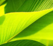 Green leaves