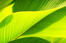Green leaves