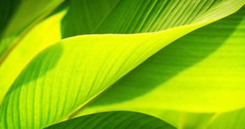 FEATURE: Sustainability drive – interior design Green leaves